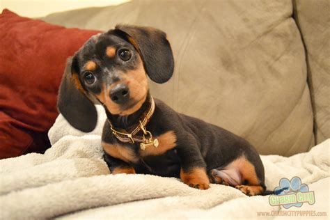 dachshund puppy videos|More.